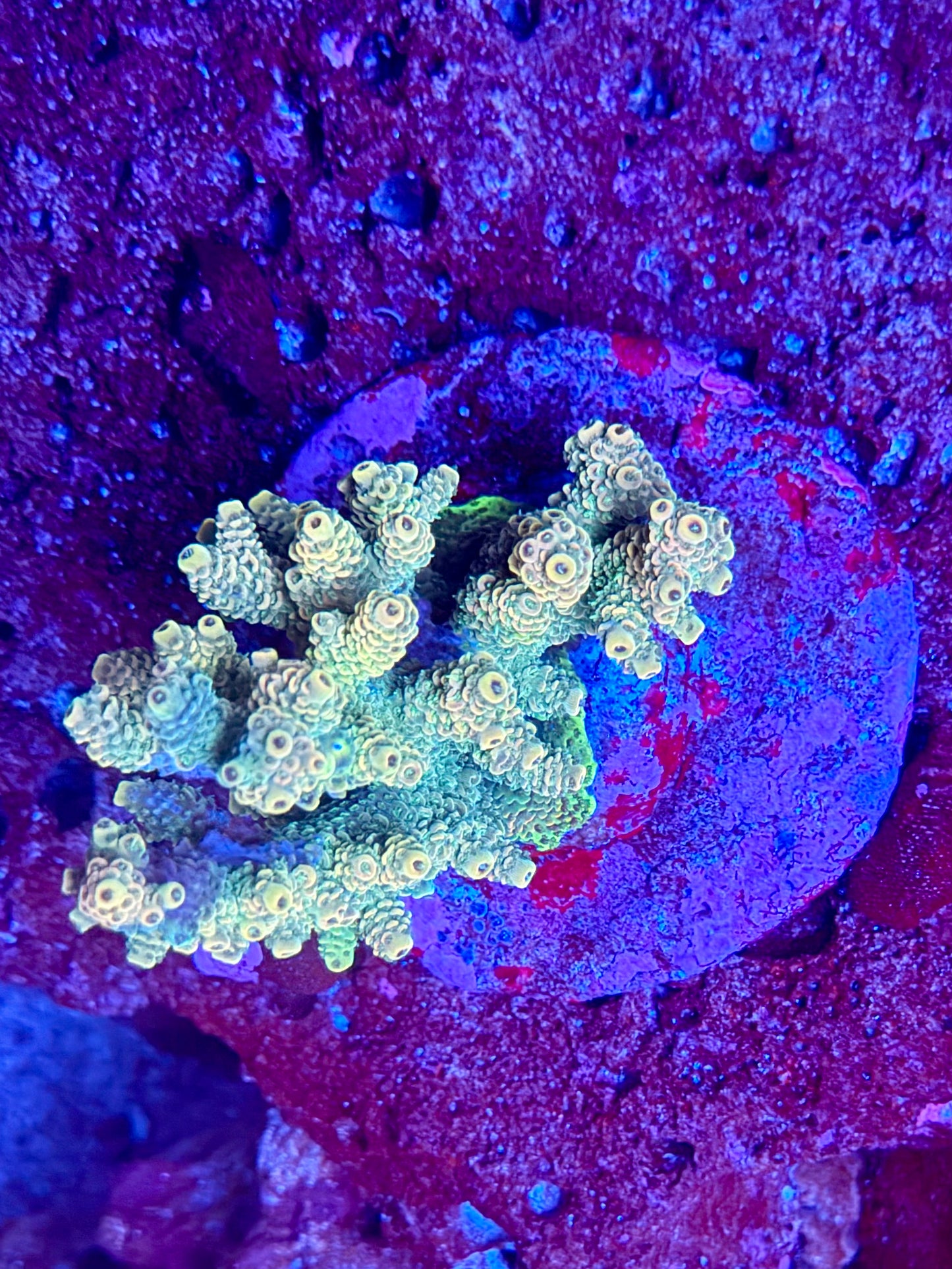 Acro Colony 0005