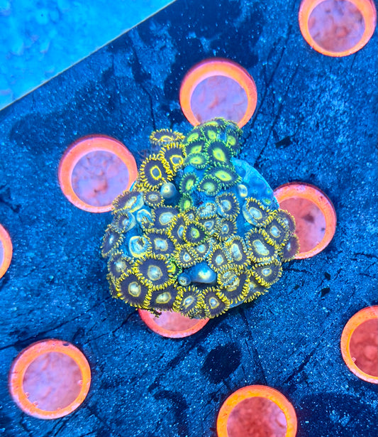 Zoa Combo Rock