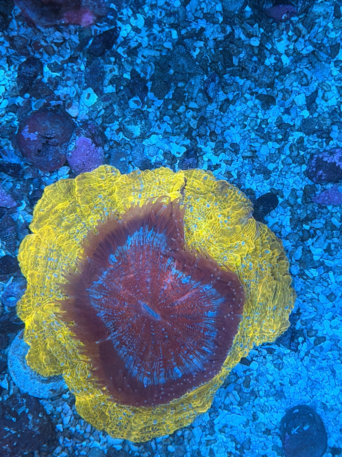 Gold Rush Acanthophyilia