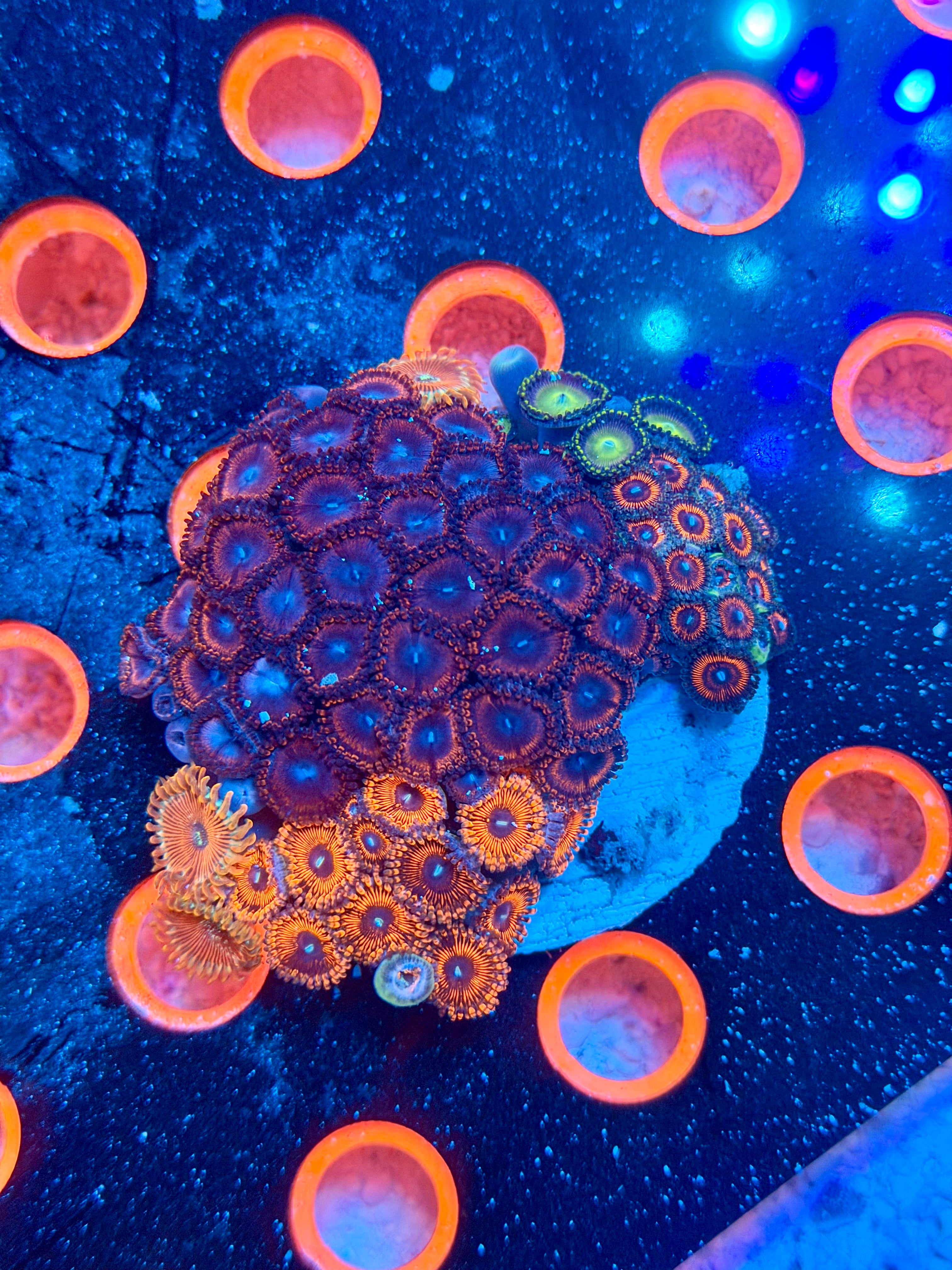Zoa Combo Rock – Salty Lagoon Aquatics