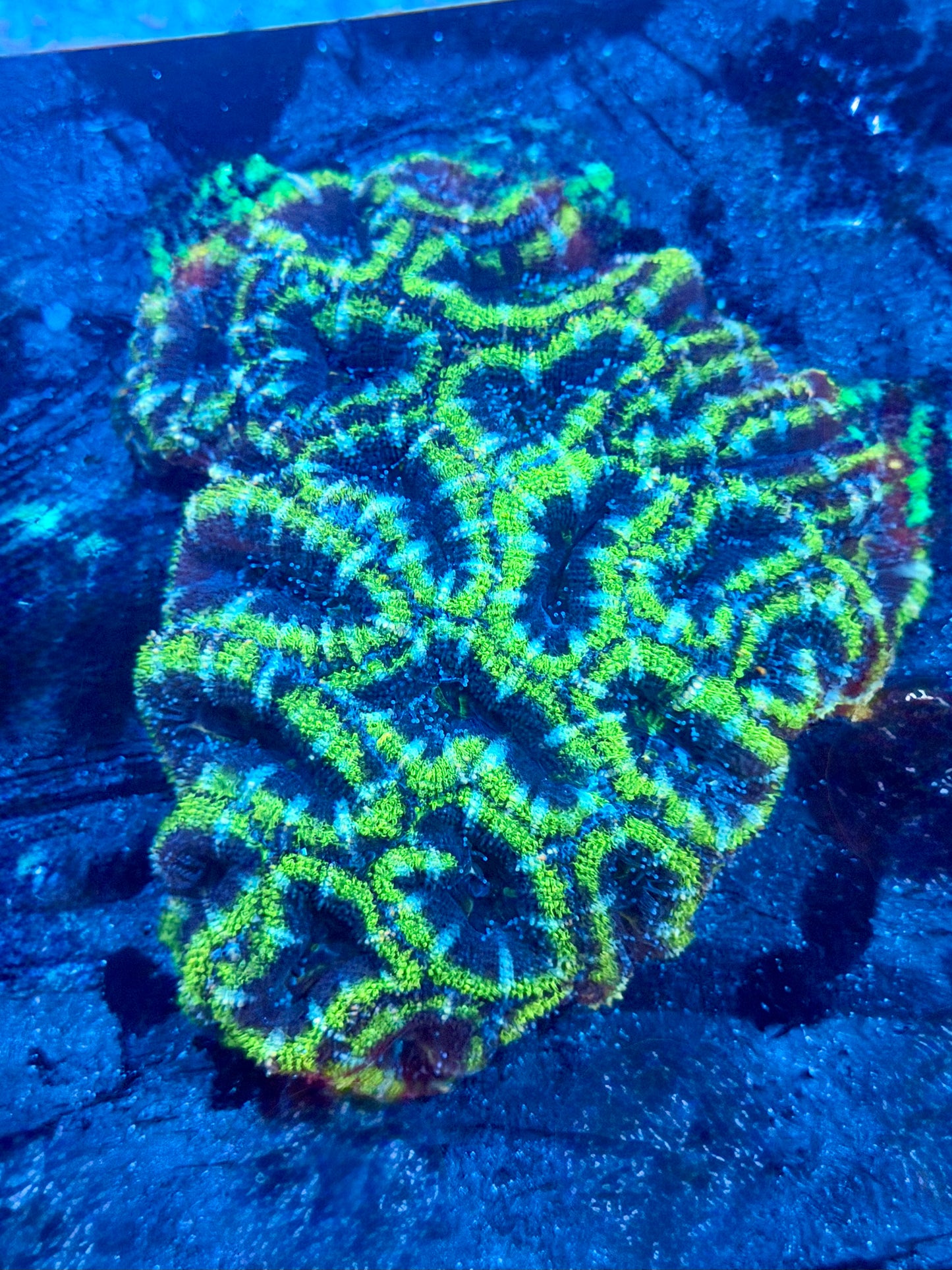 Oscar the Grouch Acan Colony