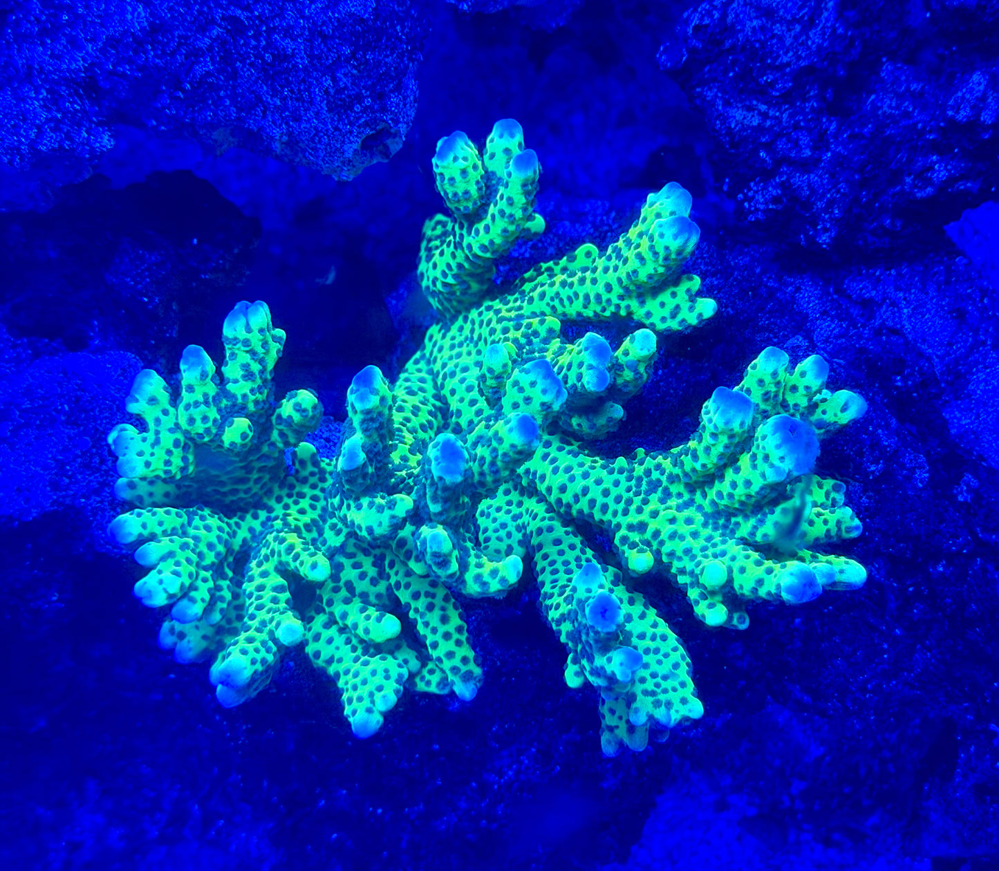 Green Digi Colony XXL