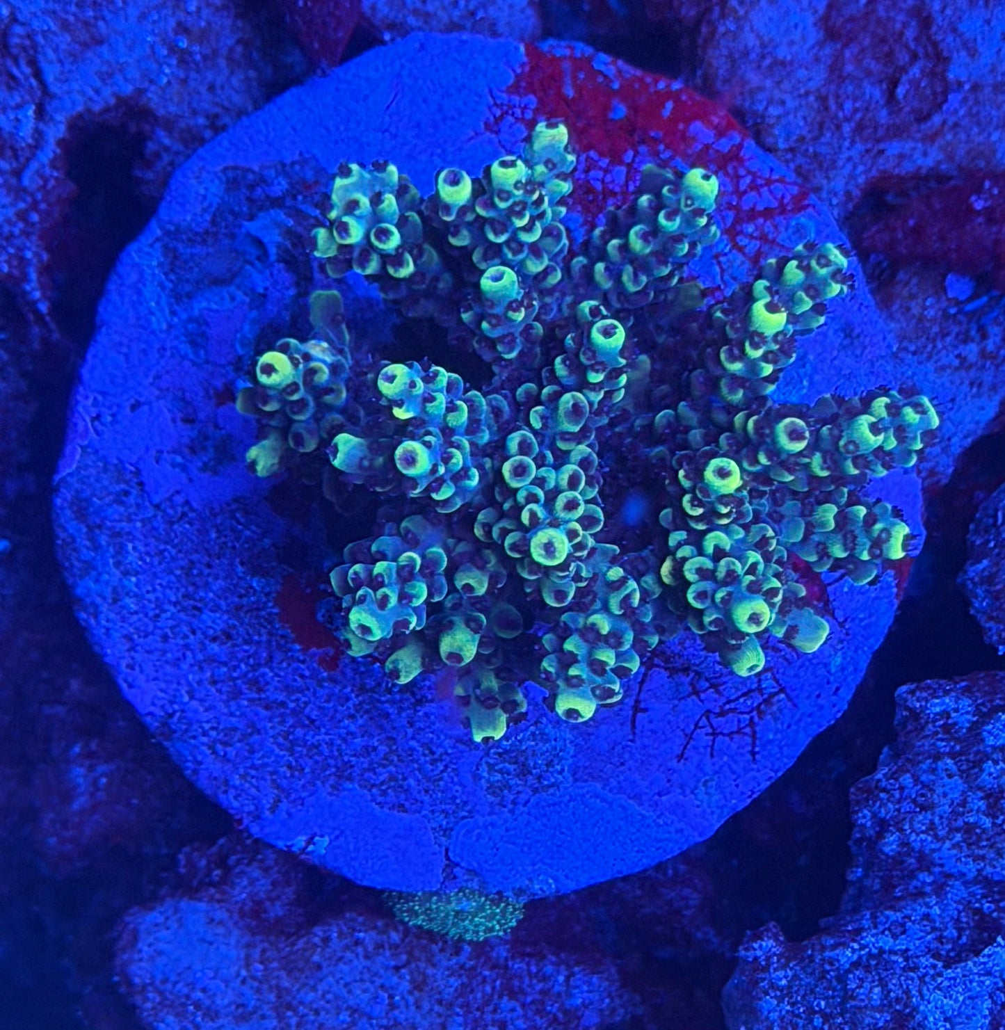 Acro Colony 0003