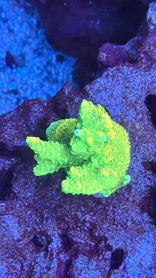 Yoda Acro Mini Colony