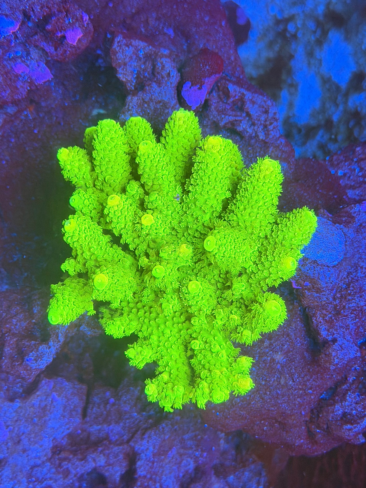 CB Green Slimer Frag