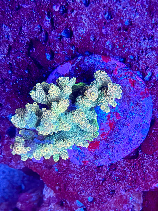 Acro Colony 0005